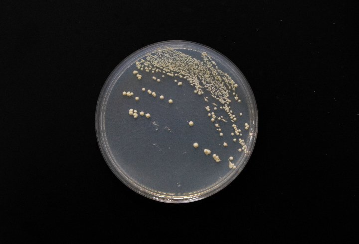 Single-chromosome yeast developed by Chinese scientists 