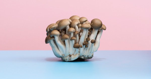 Hallucinogens drugs could treat mental disorders 