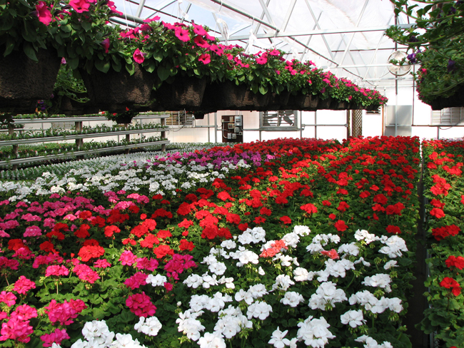 Int L Floriculture Horticulture Trade Fair To Take Place In Ethiopia Agency Wire