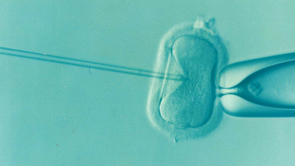 Increasing male infertility in Nigeria concerns health authorities