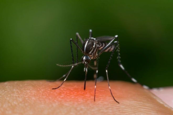 Tanzania confirmed 11 cases of dengue fever outbreak
