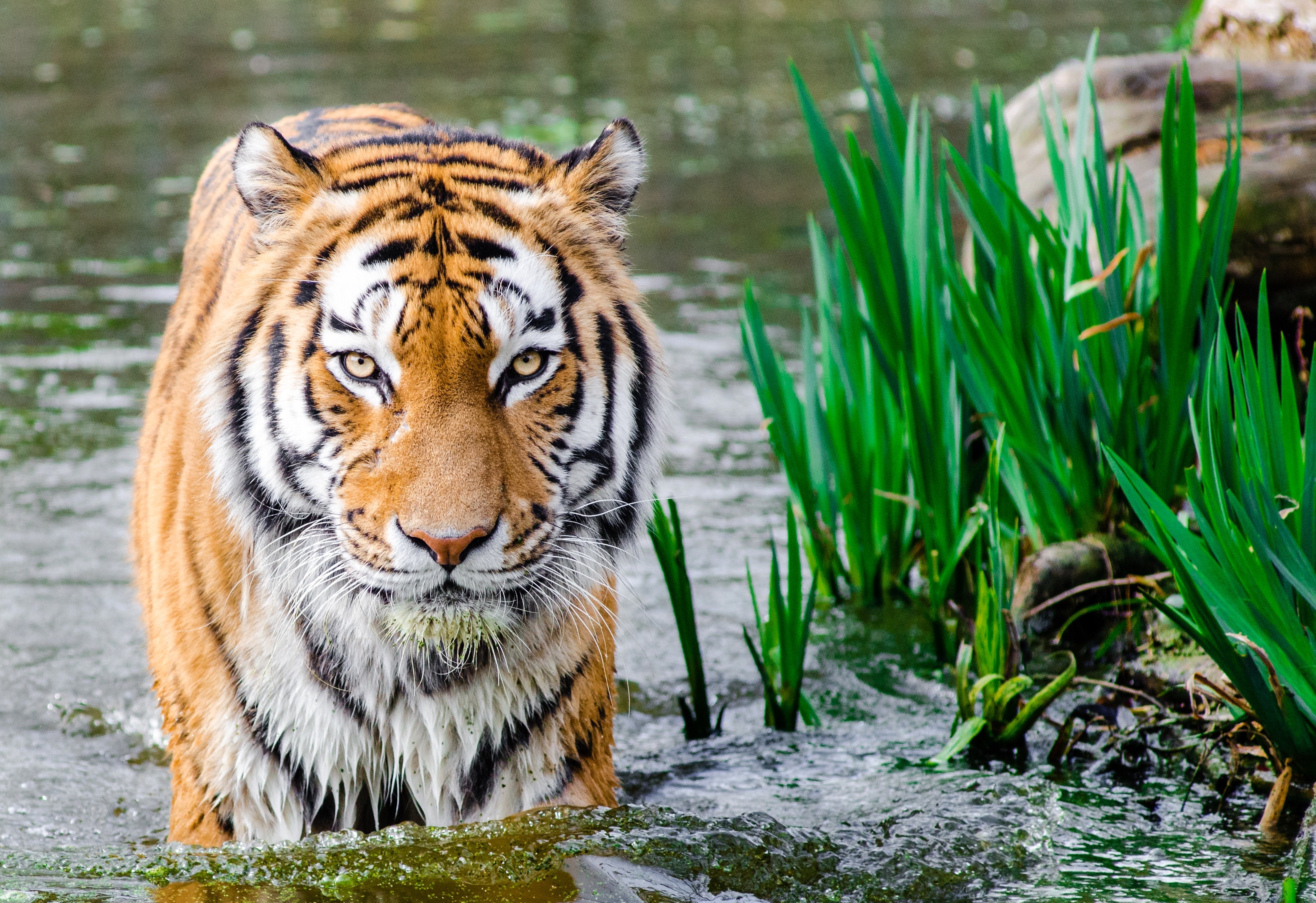 Bengal Tiger genome sequenced