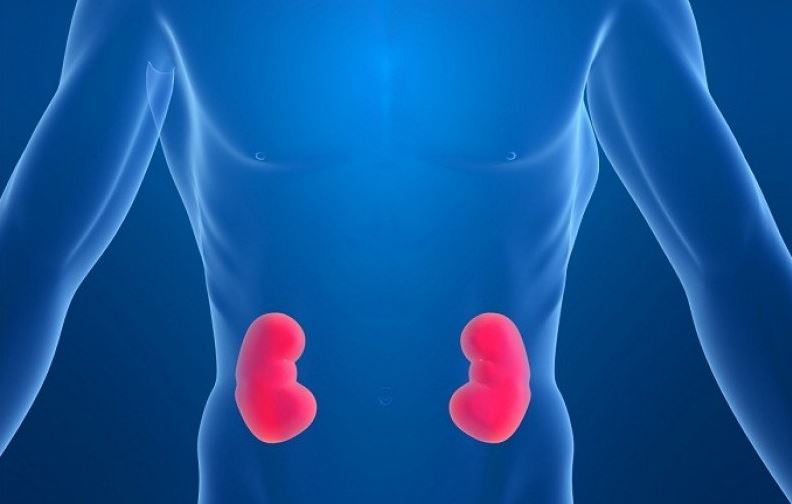 Vitamin B3 holds potential to prevent kidney injury: Study