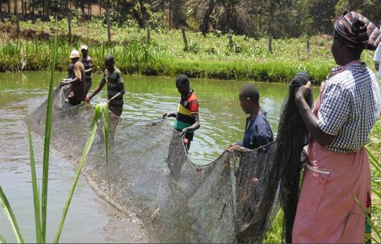 IFAD: Kenya's aquaculture can diminish rural poverty and malnutrition 