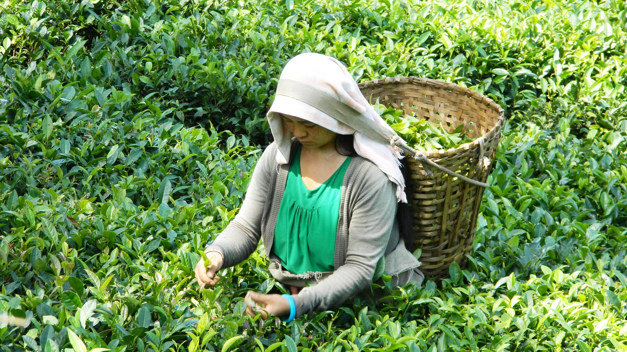 India, China to drive global tea production and consumption over the