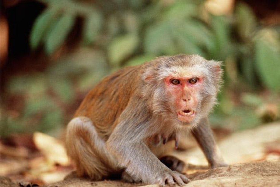 Monkey menace in Vrindaban - The Economic Times