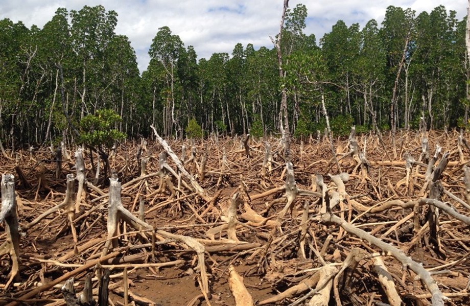 deforestation has begun to slow since Lula took over in Brazil