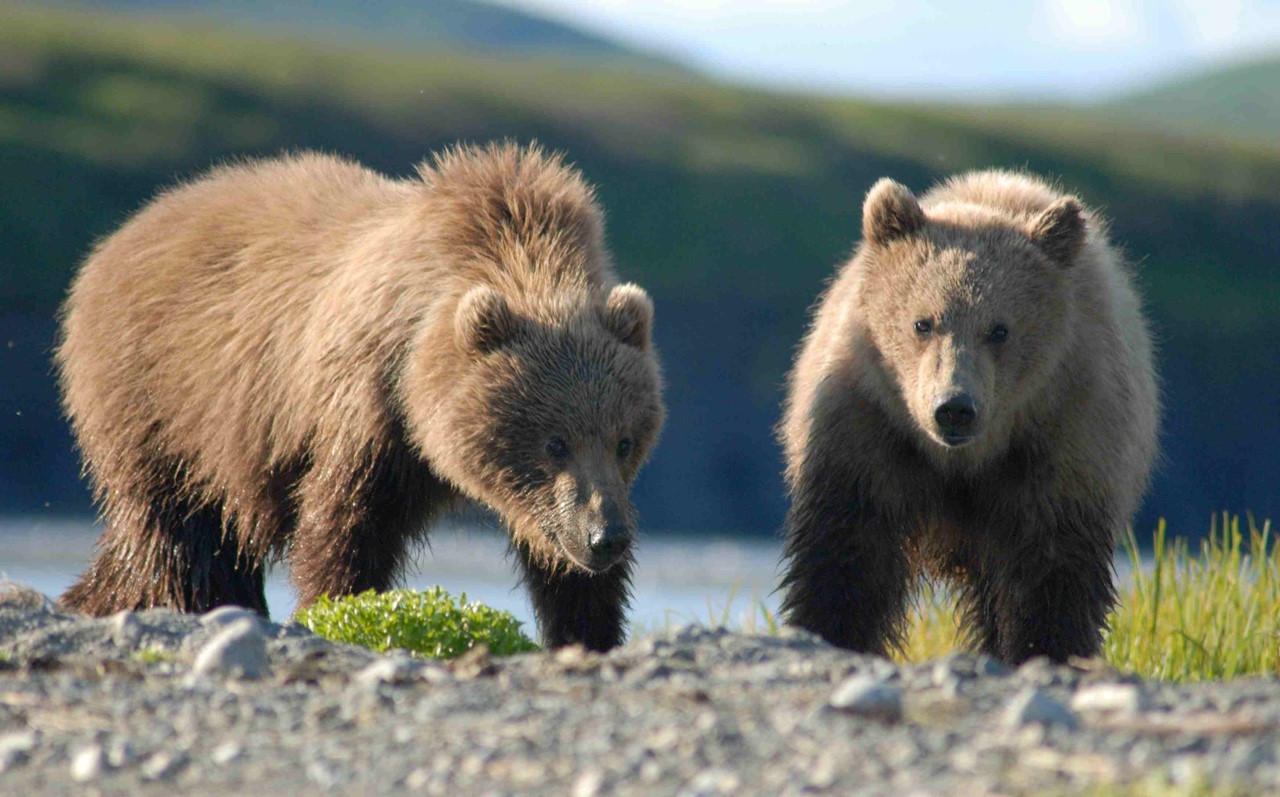 Bears live in. Популяция бурых медведей. Бурый медведь на Аляске. Аляска медведи. Медведи в национальном заповеднике Катмай Аляска.