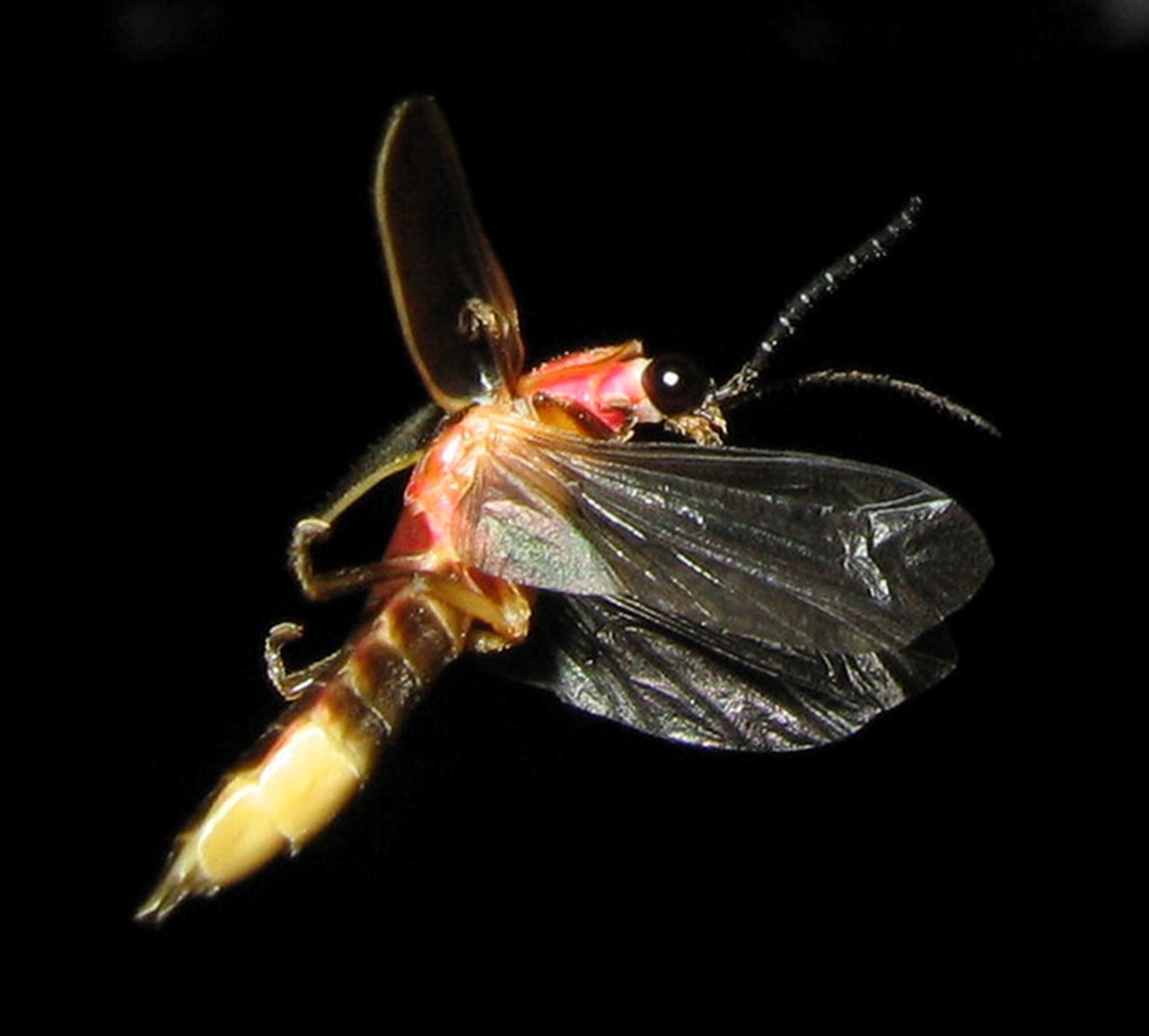 Светлячок насекомое самка
