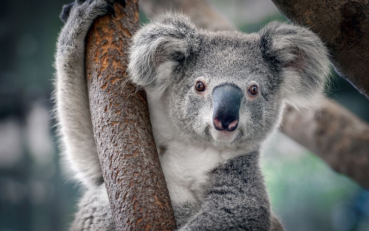 Koala declared endangered as disease, lost habitat take toll