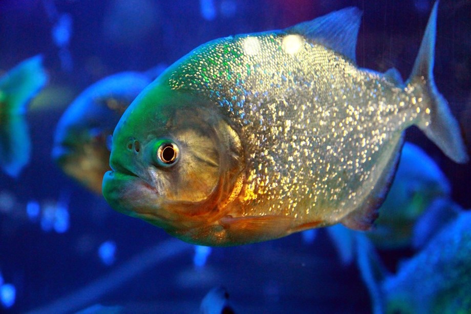 fish wears nature's 'bullet-proof vest' to thwart piranhas