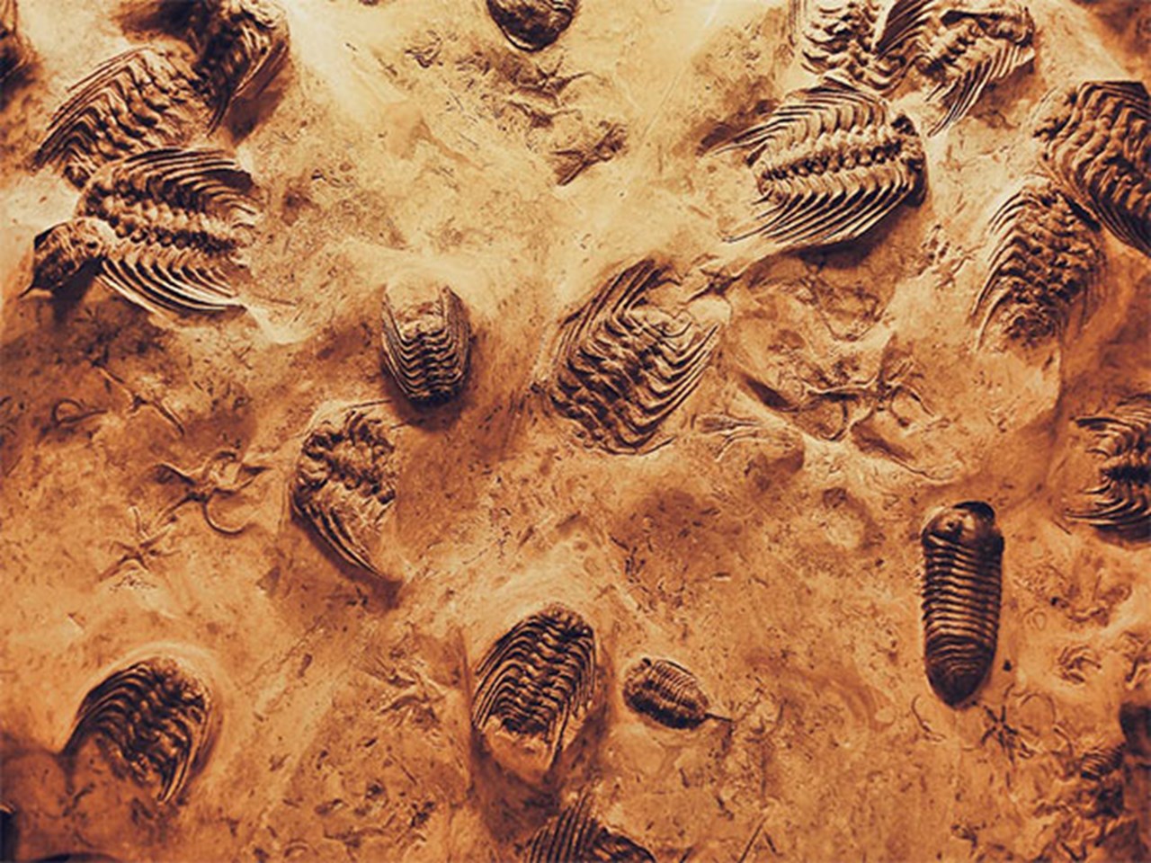 Le site fossile est ‘Rosetta Stone’ pour comprendre les débuts de la vie: étude