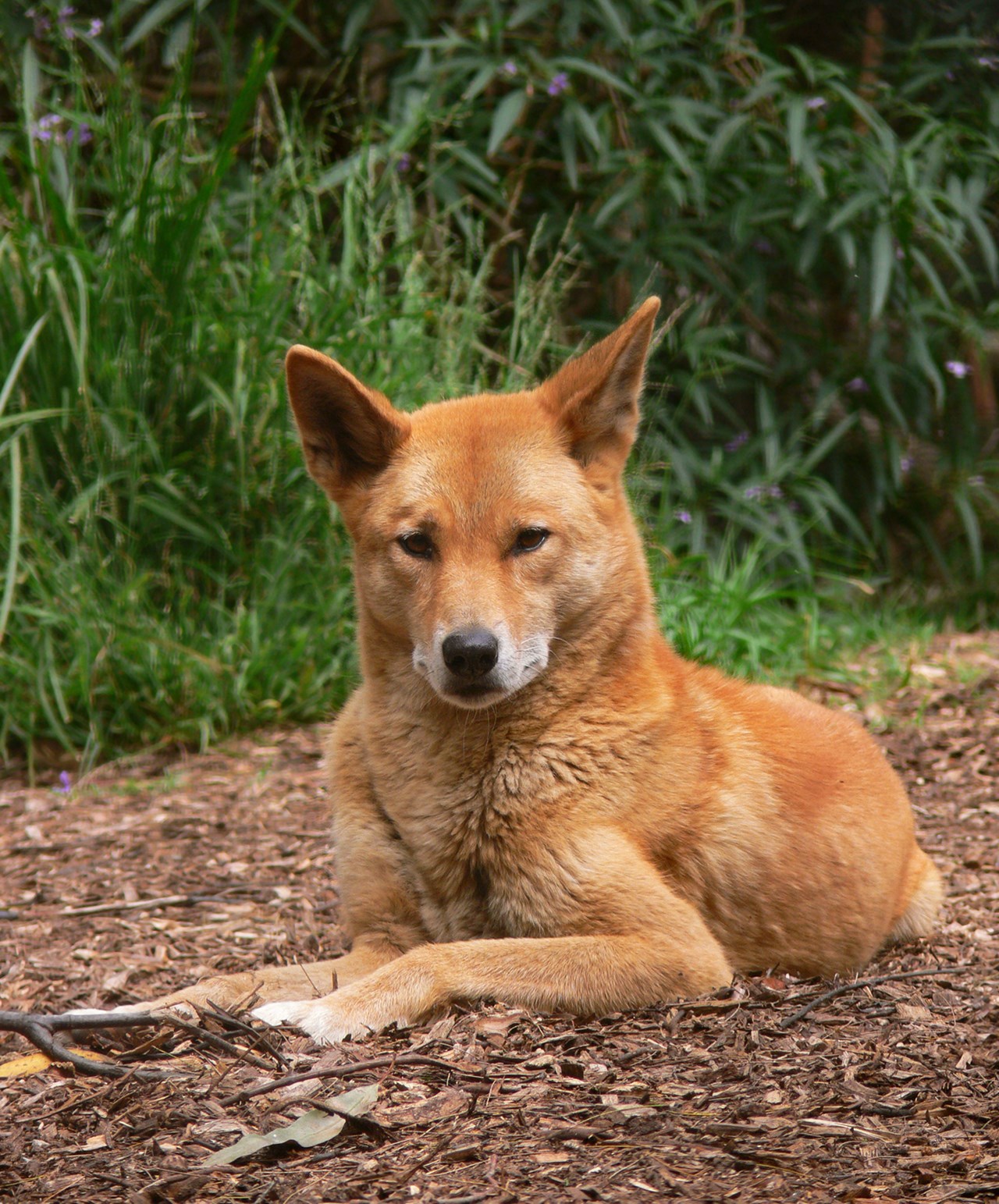are dingoes allowed in the us