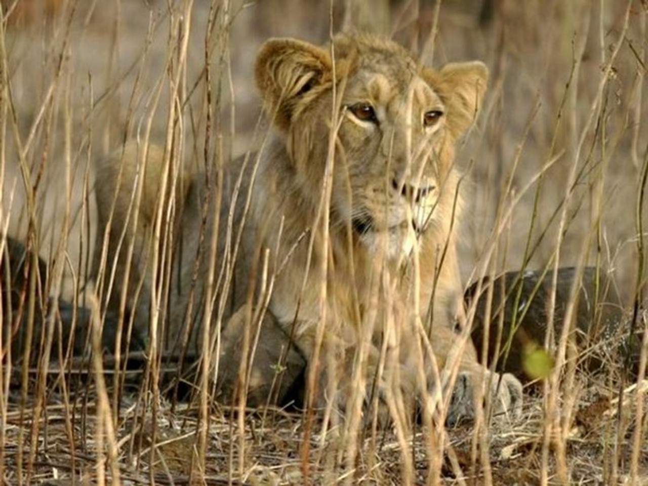 Six more lions speared to death by Kenyan herders just days after