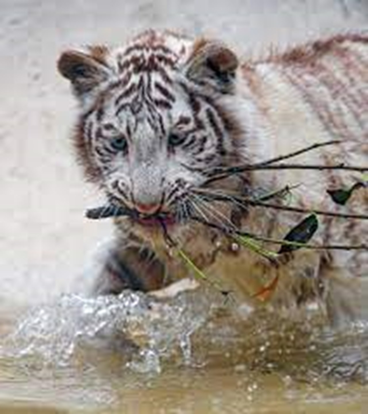 Four rare white-tiger cubs die mysteriously – The Denver Post