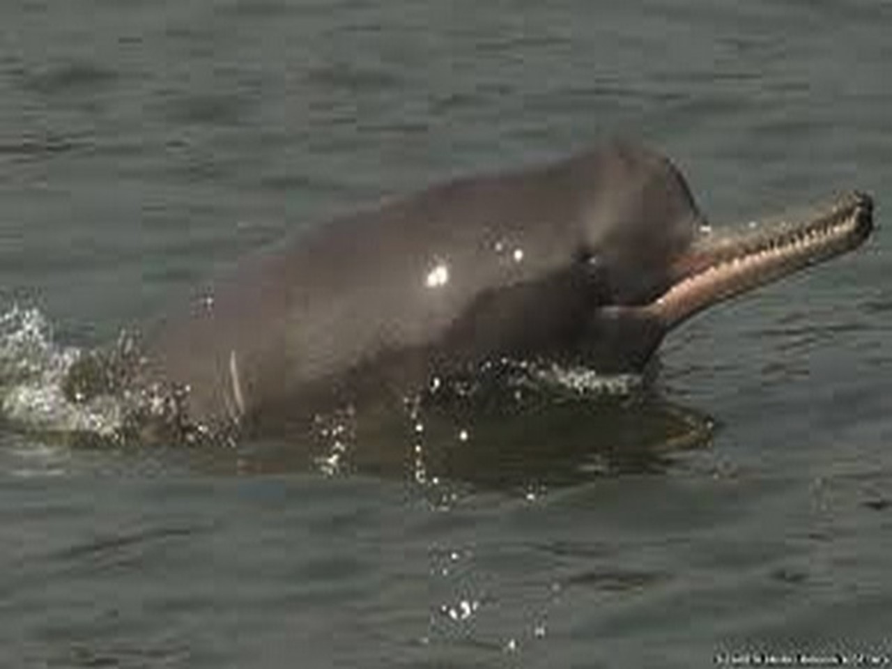 Census finds increase in Mekong River's Irrawaddy dolphins