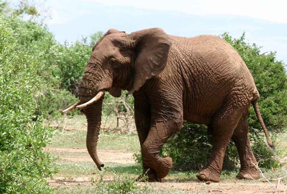 Botswana’s lifting of elephant hunting ban raises concerns about