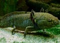 Science News Roundup: New museum in Mexico spotlights endangered axolotl salamander